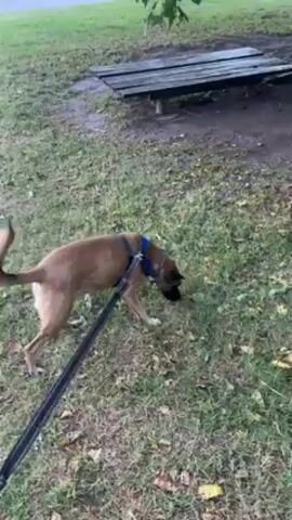 The video starts with a medium-sized brown dog on a leash sniffing the grass in a park-like setting. The dog is wearing a blue harness. The camera then pans up to reveal a cityscape in the background, featuring tall modern skyscrapers under a clear blue sky. A busy street is visible, filled with cars and pedestrians. The scene is set in a well-maintained park with benches and greenery.
