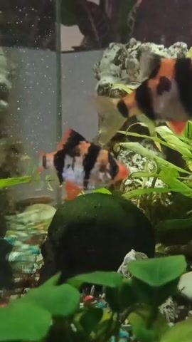 The video shows an aquarium. Two tiger barbs swim around a moss ball, aquarium plants, and decorative rocks. One fish has orange and black stripes, and the other has orange, black, and white markings.