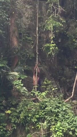 A medium shot shows a man climbing a thick vine in a lush, green forest. The man, shirtless and wearing dark pants, grips the vine firmly with his hands as he ascends. The vine stretches upwards towards a rock face covered in vegetation. The surrounding environment is filled with trees, shrubs, and other greenery. The overall scene evokes a sense of adventure and natural exploration.