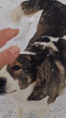 Mixed-breed dog spotted in snowy Russian landscape