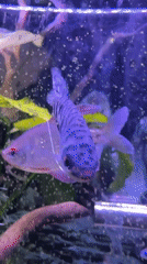 Woman visits aquarium in Perm, observes tropical fish collection