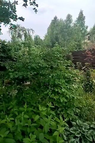The video shows a backyard scene with lush green vegetation and a wooden house in the background. The camera pans across the yard, revealing a variety of plants, including bushes, trees, and ground cover. A wooden fence can be seen behind the plants, and a two-story house with a dark roof and brown siding is visible above the fence. The house has several windows and a wooden porch. The scene appears to be in a suburban or rural setting. The lighting suggests it is daytime, possibly overcast or rainy, as indicated by the appearance of raindrops on the roof of the house. The video is shot from a low angle, looking up at the house and trees.