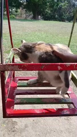 A calico cat with white, brown, and grey patches is the main subject of the video, filmed in Los Guayos, Venezuela.

The scene opens with the cat sitting calmly inside a rustic, rectangular wooden swing, painted in red and green. A person's hand briefly enters the frame to pet the cat's back. The swing itself appears weathered and worn, with visible paint chips and some rust on its metal components. The ground beneath the swing is a mix of cracked dirt and dust.

After a few moments, the cat gracefully jumps out of the swing and walks away. The swing is left empty, swaying slightly. The camera then pans slightly, revealing more of the outdoor setting. In the background, there is a grassy area with several trees, suggesting a park or a spacious yard. Clear sunlight indicates that it is daytime, casting shadows on the ground. A red metal pole, part of the swing set's frame, is visible on the left side of the frame as the cat walks off.

No visible text is present in the video. The overall impression is one of a relaxed outdoor moment involving a domestic animal in a simple, natural environment.
