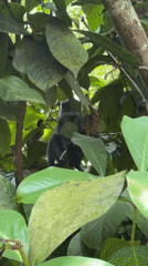 Monkey spotted feeding in trees in Jozani, Tanzania