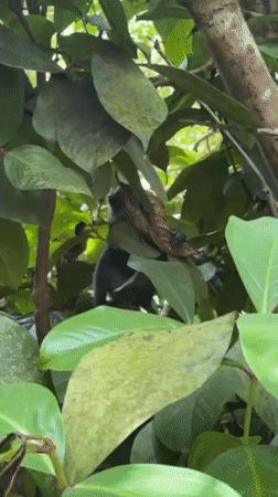 Monkey spotted feeding in trees in Jozani, Tanzania