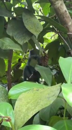 Monkey spotted feeding in trees in Jozani, Tanzania