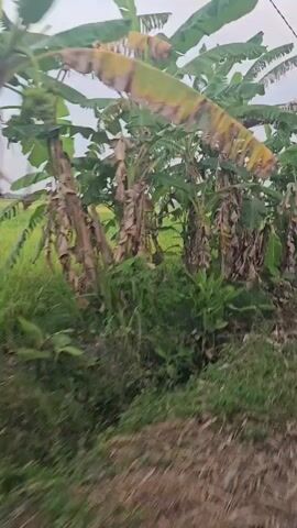 The video is a first-person perspective of someone moving through a rural area, likely a field. The scene is dominated by lush green vegetation, including prominent banana trees with large leaves and some withered lower leaves. In the background, a field of rice or similar crop is visible, appearing golden in places and green in others. The sky is overcast, with a pale, hazy appearance. A power line stretches across the frame, supported by poles. The ground in the foreground is rough and unpaved, with some dry leaves and debris. The overall impression is of a natural, agricultural landscape.