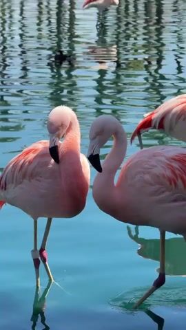 Two pink flamingos stand in clear, turquoise water. The flamingo on the left, with visible leg bands, walks from left to right across the frame. As it moves, another flamingo, also with leg bands, becomes fully visible on the right. This second flamingo then lowers its head to its back, appearing to preen or rest. The water shows ripples and reflections of the environment, and the scene is brightly lit, suggesting daytime.
