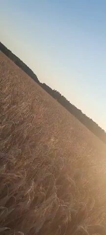 The video captures a field of ripe wheat under a clear sky. The sun is visible, casting a warm glow over the landscape. The camera appears to be moving, possibly with a drone, offering a sweeping view of the field and the treeline in the distance. The wheat stalks are golden brown, indicating they are ready for harvest. The overall impression is one of a peaceful rural scene during golden hour.
