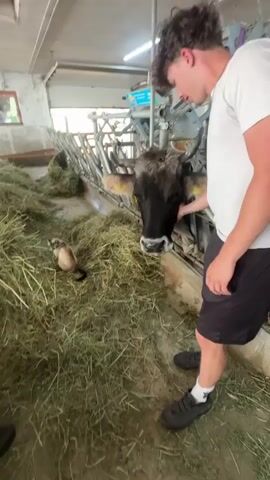 This media file features a young man in a white t-shirt and black shorts interacting with a cow in a barn. The cow, a brown and black breed, is eating hay from a feeding trough. To the left of the cow, a small, light-colored animal, possibly a cat or a ferret, is also present in the hay. The barn appears to be a working farm with stalls and feeding equipment visible. The setting is rustic, with abundant hay scattered around. Sunlight streams in from an open area at the back, suggesting it might be daytime. The man is gently touching the cow's head, and both appear calm and at ease. A bottle with some blue and white labels is visible on the feeding equipment. The overall scene conveys a peaceful moment of interaction between humans and farm animals. There is no visible text in the media file itself, but the location context provided is Ratschings - Racines, Italy.