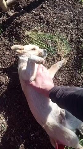 A person is petting a small, light-colored dog lying on its back on a patch of dark dirt. There is some green grass nearby. The person's hand is moving across the dog's belly and chest. The dog looks up at the person with a contented expression.