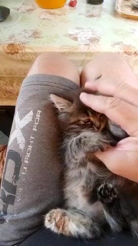 This close-up video, filmed in Psebai, Russia, captures an intimate moment between a person and a small, fluffy kitten. The kitten, with its grey and brown tabby markings, is nestled on the person's lap, who is wearing grey shorts with visible text that reads "RX FIGHT FOR". The person's hand is gently stroking the kitten's head and chest, eliciting what appears to be a content or playful reaction from the young cat. The kitten's eyes are partially closed, suggesting relaxation or sleepiness. The scene takes place indoors, with a tablecloth featuring a floral pattern visible in the background, suggesting a casual, domestic setting. A small, yellow bowl and what appears to be a red berry are also visible in the background. The lighting suggests it could be daytime, though no specific weather conditions are discernible. The overall mood is one of affection and tenderness.