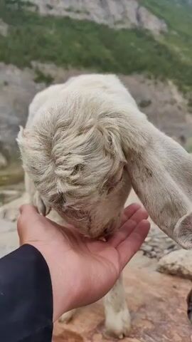 The video shows a close-up of a baby goat with white, curly fur being hand-fed by a person. The goat has large ears and is nuzzling its head into the person's palm, which is slightly open. The background is blurred but appears to be a mountainous landscape with green vegetation. The lighting suggests it is daytime.