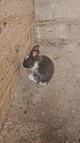 A rabbit is in a corner of a room. The rabbit is dark gray and white with long ears. The walls of the room are rough and textured, and the floor is concrete. The rabbit is facing the wall and appears to be resting. The lighting is dim.