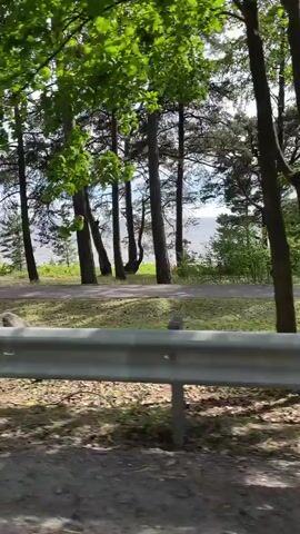 The video shows a view from a vehicle moving along a road. Tall evergreen trees line the right side of the road, with a light-colored guardrail in the foreground. Beyond the trees, there is a body of water, possibly a lake or the sea, with a distant shoreline visible under a cloudy sky. The ground beside the road is covered with fallen pine needles and some sparse vegetation. The camera is moving, indicated by the slight blur and the shifting perspective of the trees and scenery.