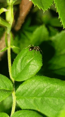 Witness documents ants and blooming roses in Russian garden