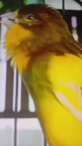 A close-up, blurry video shows a yellow bird with dark brown markings on its head and wings. The bird is positioned behind a cage, indicated by blurry vertical bars. The bird appears to be preening or moving its head. The lighting is bright, and the background is out of focus.