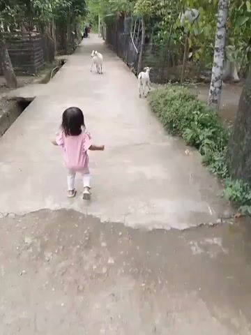 This media file shows a young child walking down a concrete path outdoors. The child, from behind, is wearing a pink short-sleeved shirt and white pants with striped details. They are also wearing light-colored sandals. The path is bordered by lush green trees and foliage on both sides. On the left side of the path, there appears to be a ditch or drainage channel. On the right side, there are some wooden structures and more vegetation.

In the distance, there are at least two white goats, one larger and one smaller, walking on the path. Further down the path, a person in a red shirt is visible. The overall scene suggests a rural or semi-rural setting, likely in Meunasah Kulam, Indonesia, given the provided location context. The lighting indicates it is daytime, and the presence of abundant greenery suggests a mild or warm climate. The child's posture and the presence of the goats create a sense of gentle interaction with the environment. There is no visible text in the media file.
