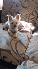 Dogs and a Sphynx cat lounging on a patterned sofa