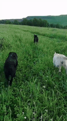 Woman photographs with three Labradors in Russian field at dawn