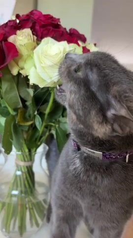 Here's a description of the video:

A gray cat with a purple collar is sniffing and licking a bouquet of red and white roses in a clear glass vase. The cat turns its head and moves around the flowers to explore them further. The background is blurred, suggesting an interior setting, possibly a kitchen.
