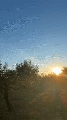 Early morning sunrise and dog spotted in Spanish village