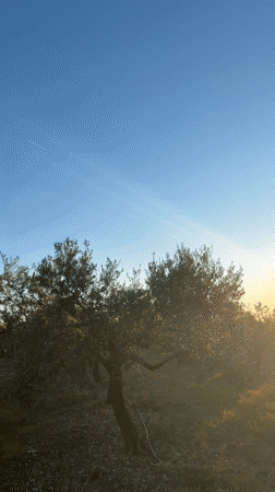 Early morning sunrise and dog spotted in Spanish village