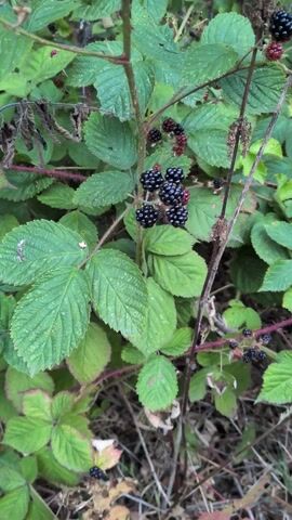 A close-up shot shows a hand picking ripe blackberries from a bramble bush. The scene is set in a natural, outdoor environment, with lush green leaves and thorny branches filling the frame. The blackberries are a deep, glossy black, with some still showing hints of red, indicating they are at different stages of ripeness.

The activity is simple and peaceful – the act of foraging for fresh fruit. The time of day appears to be daytime, likely late afternoon or early evening based on the lighting, which is soft and diffused, suggesting overcast or shaded conditions. There are no specific weather cues, but the greenery indicates a temperate climate, consistent with a location like Dawley, United Kingdom. The focus is entirely on the interaction between the hand and the berries, creating a sense of gentle movement and the satisfying pluck of a ripe fruit. The overall mood is tranquil and natural.

There is no visible text in the media file.