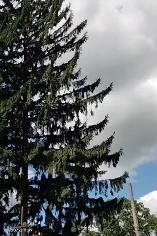 A video shows a close-up of a tall evergreen tree with dense foliage against a bright, cloudy sky. The camera pans slowly upwards, revealing the textured bark of the tree and the many branches laden with dark green needles. The bottom of the frame includes a timestamp indicating July 22, 2023, at 11:49 AM. There are no people or visible animals in the video.