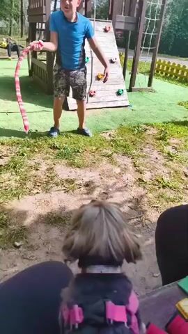 A boy in a blue shirt and camouflage shorts stands on a playground, holding a red stick. He appears to be interacting with a dog sitting on the ground, facing away from the camera. The dog is small with light brown fur and is wearing a pink harness and a sparkly collar. In the background, there's a wooden playground structure with a climbing wall and a net. The ground is covered in dirt and some patches of green turf. The overall environment appears to be an outdoor recreational area.