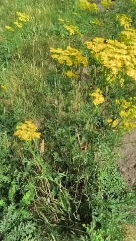 A human hand with fair skin, the fingers slightly curled, reaches into a cluster of bright yellow flowers. The flowers are small and daisy-like, growing in abundance on green stalks. In the background, more yellow flowers and green foliage are visible, suggesting an outdoor environment, possibly a field or garden. A black insect, possibly a bee or bumblebee, is visible on one of the flower clusters. The lighting suggests it is daytime.