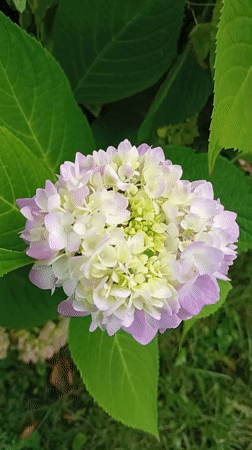 Pale hydrangea in bloom, Hamburg garden