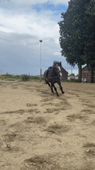 Horse training session observed in Belgian outdoor arena