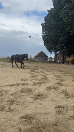Horse training session observed in Belgian outdoor arena