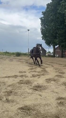 Horse training session observed in Belgian outdoor arena