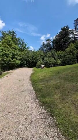 A video captures a carved or sculpted animal with a white body adorned with colorful paint, possibly representing internal organs or anatomical features, and large red horns. The sculpture is positioned on a grassy hill surrounded by lush green trees under a bright blue sky. A dirt path curves along the left side of the frame, leading towards the sculpture, which is partially obscured by trees. The sculpture appears to be in a bent-over posture, with its head lowered towards the ground.