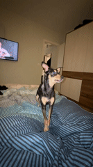 Woman plays with chihuahua using toy in Bulgarian bedroom