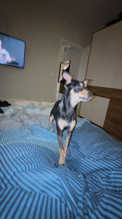 Woman plays with chihuahua using toy in Bulgarian bedroom