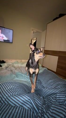 Woman plays with chihuahua using toy in Bulgarian bedroom