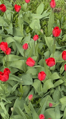 Spring morning scenes captured in Aksay garden with tulips, cat