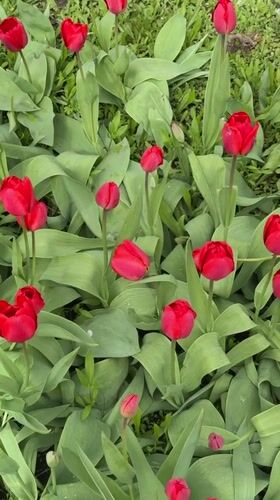 Spring morning scenes captured in Aksay garden with tulips, cat