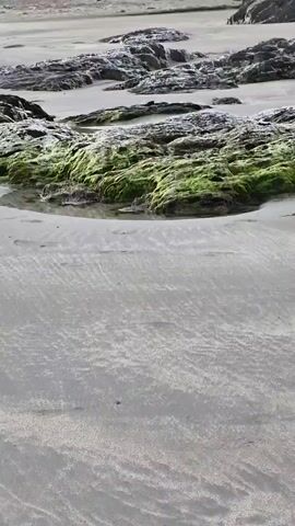 This media file captures a serene view of a beach on Inchydoney Island, Ireland. The foreground is dominated by wet sand, exhibiting intricate ripple patterns formed by receding tides. In the midground, weathered rocks, partially covered in vibrant green algae, jut out of the sand, with small pools of water reflecting the muted sky. Further in the background, more rocks and the distant, calm sea are visible under an overcast sky, suggesting a cool or misty day.

The scene is devoid of people, lending a sense of tranquility and isolation to the coastal landscape. The overall mood is peaceful and natural, emphasizing the raw beauty of the Irish coast. The time of day appears to be either early morning or late afternoon, given the diffused light. The damp sand and the presence of tidal pools are strong indicators of a beach environment, specifically one shaped by the Atlantic Ocean. The visual elements suggest a location with a temperate climate, as evidenced by the lush algae growth on the rocks. There is no visible text in the media file.