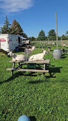 A sunny day outdoors, with a picnic table in the foreground. Three white goats are on the table, two are lying down on either side, and one is standing between them. In the background, there is a white trailer with signage, a small building, a fence, trees, and a clear blue sky. The ground is covered in green grass.