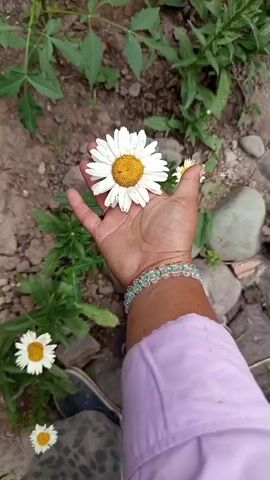 A first-person perspective shot shows a hand holding a white daisy with a yellow center. The hand has a beaded bracelet around the wrist. The background is composed of green foliage, dirt, and rocks.