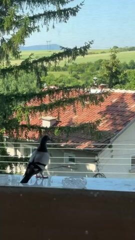 A lone pigeon stands on a ledge, its iridescent neck feathers catching the sunlight. Behind it, a quaint village scene unfolds under a clear blue sky. A red-tiled roof of a house is visible, partially obscured by the dark green branches of a pine tree. Beyond the houses, rolling green hills stretch towards the horizon, dotted with trees and a distant power line. The sun appears to be high in the sky, suggesting it is daytime. The overall atmosphere is peaceful and serene, with the pigeon as the sole focal point against the backdrop of a quiet rural landscape. No text is visible in the media file.