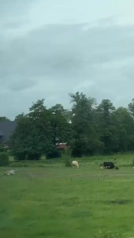 The video captures a view from a moving vehicle, likely a train or car, showcasing a rural landscape. Initially, a green field is visible under an overcast sky, with several animals grazing. A white animal, possibly a sheep, is in the middle of the field, while a black cow lies down on the right. Another lighter brown animal is also visible further to the right. In the background, lush green trees and a house with a dark roof can be seen. As the vehicle moves, the scene quickly shifts to a railroad crossing. A white and red striped barrier, typical of railroad crossings, is visible, along with a white sign displaying the numbers "87 6" in black text on a pole. The weather appears cloudy and dull. The setting is consistent with a countryside environment, specifically Buxtehude, Germany.