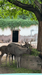 Zoo visitors observe deer and lions in Jiulongpo District