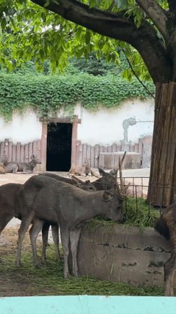 Zoo visitors observe deer and lions in Jiulongpo District