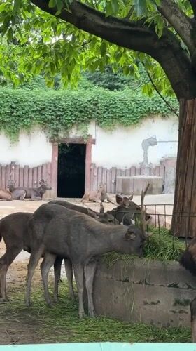 Zoo visitors observe deer and lions in Jiulongpo District