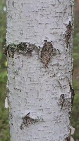 The video shows a close-up of the bark of a birch tree. The bark is white with dark horizontal lenticels, characteristic of birch trees. The bark is peeling in some areas, revealing the darker inner bark. The background is blurred and appears to be a forest with green foliage. The lighting is natural, suggesting it was filmed outdoors. There are no people or animals visible in the video. The video is static with no apparent camera movement.